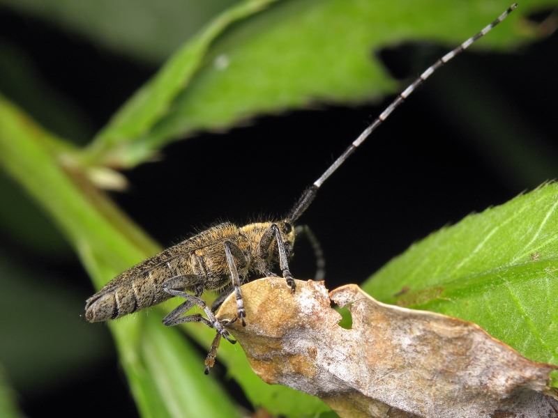 Agapanthia villosoviridescens (De Geer, 1775)